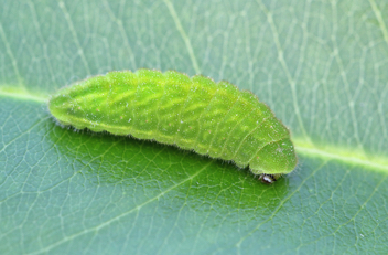 Striped Hairstreak Caterpillar